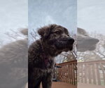 Small #5 Great Pyrenees Mix