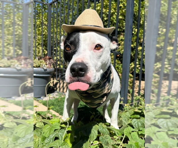 Medium Photo #3 American Pit Bull Terrier-Unknown Mix Puppy For Sale in Redlands, CA, USA