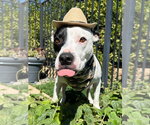 Small Photo #3 American Pit Bull Terrier-Unknown Mix Puppy For Sale in Redlands, CA, USA