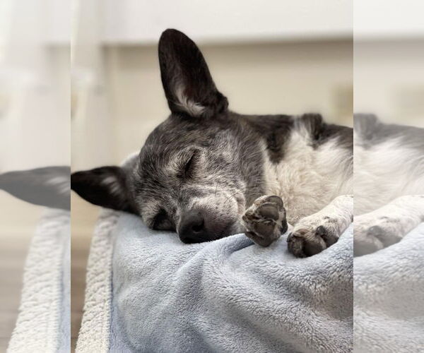 Medium Photo #4 Chihuahua-Unknown Mix Puppy For Sale in Corona, CA, USA