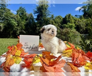 Shih Tzu Puppy for sale in DADE CITY, FL, USA