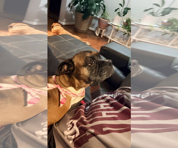 Medium Photo #4 Boxer Puppy For Sale in  Katy, TX, USA