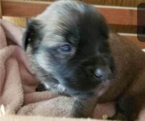 German Shepherd Dog-Saint Bernard Mix Puppy for sale in SAND LAKE, MI, USA