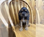 Small #3 Cocker Spaniel