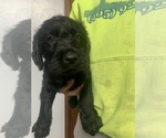 Small Photo #3 Double Doodle Puppy For Sale in MINCO, OK, USA