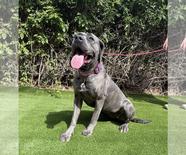 Medium Photo #6 Mutt Puppy For Sale in Goodyear, AZ, USA