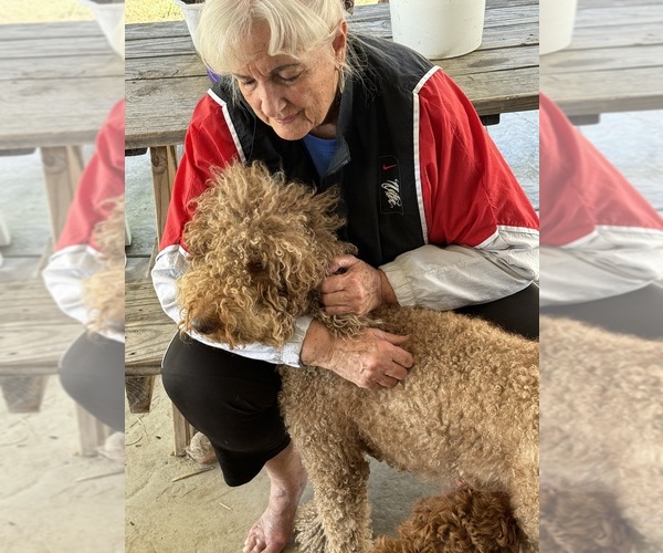 Medium Photo #1 Doodle-Golden Retriever Mix Puppy For Sale in WILDOMAR, CA, USA