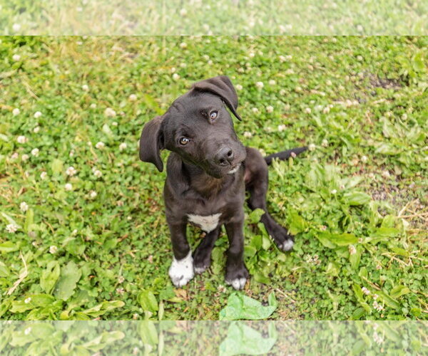 Medium Photo #3 Border Collie-Unknown Mix Puppy For Sale in Landenberg, PA, USA