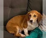 Small #5 Beagle Mix