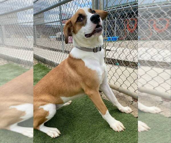 Medium Photo #4 Basset Hound-Unknown Mix Puppy For Sale in Evansville, IN, USA