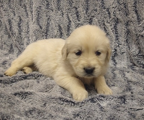 Medium Photo #1 English Cream Golden Retriever Puppy For Sale in PROSPECT, VA, USA