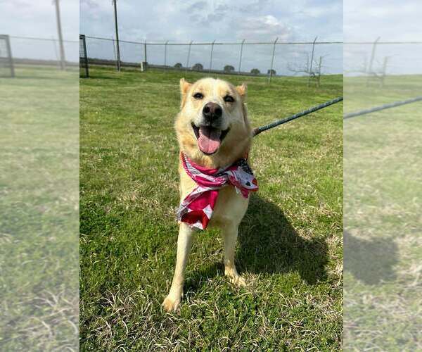 Medium Photo #2 Mutt Puppy For Sale in Abbeville, LA, USA