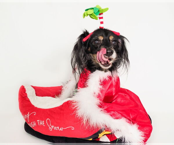 Medium Photo #1 Colonial Cocker Spaniel-Dachshund Mix Puppy For Sale in phoenix, AZ, USA