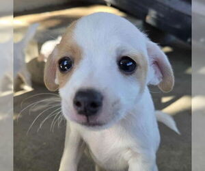 Malchi Dogs for adoption in Oakley, CA, USA
