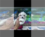 Small Photo #3 Maltese Puppy For Sale in MIAMI, FL, USA