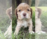 Small Photo #14 Cocker Spaniel Puppy For Sale in ALFORD, FL, USA