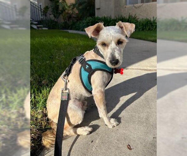 Medium Photo #4 Poodle (Miniature)-Unknown Mix Puppy For Sale in San Diego, CA, USA