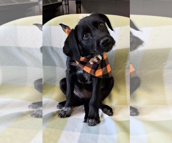 Medium Photo #3 Labrador Retriever-Unknown Mix Puppy For Sale in SHERBURNE, NY, USA