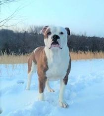 Alapaha Blue Blood Bulldog Puppy for sale in SHELOCTA, PA, USA
