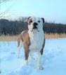 Small Photo #1 Alapaha Blue Blood Bulldog Puppy For Sale in SHELOCTA, PA, USA