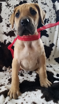 Medium Photo #1 Great Dane Puppy For Sale in NEW HAVEN, IN, USA