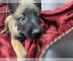 Small Photo #88 Belgian Malinois Puppy For Sale in REESEVILLE, WI, USA