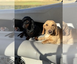 Father of the Dachshund puppies born on 05/12/2025