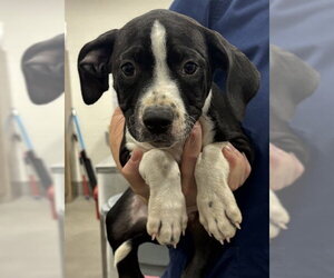 Mutt Dogs for adoption in Forestville, MD, USA