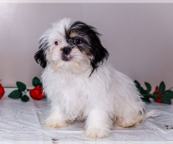 Medium Photo #9 Shih Tzu Puppy For Sale in WAKARUSA, IN, USA