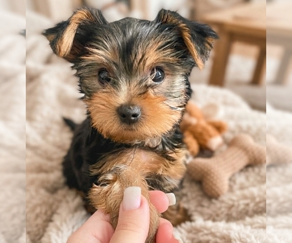 Medium Photo #1 Yorkshire Terrier Puppy For Sale in HOUSTON, TX, USA