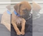 Small Photo #21 Boxer Puppy For Sale in LUCERNE VALLEY, CA, USA