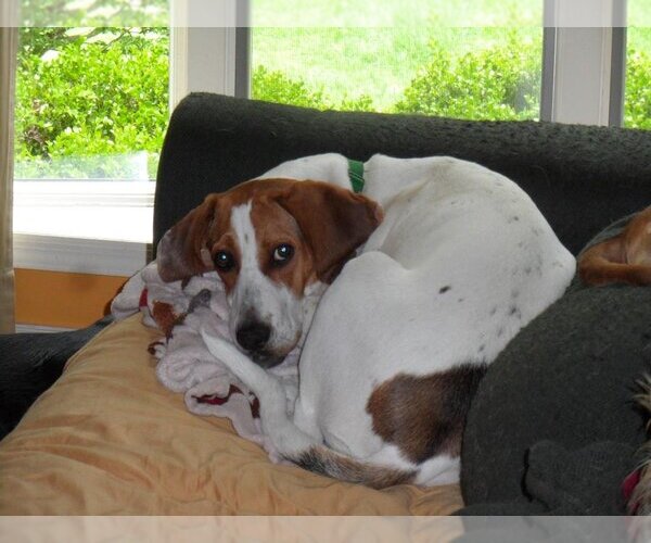 Medium Photo #2 Treeing Walker Coonhound-Vizsla Mix Puppy For Sale in Pittstown, NJ, USA