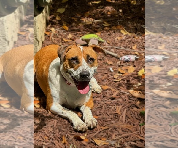 Medium Photo #3 Mutt Puppy For Sale in Holly Springs, NC, USA