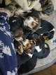 Small Photo #25 Beagle Puppy For Sale in CENTRALIA, WA, USA