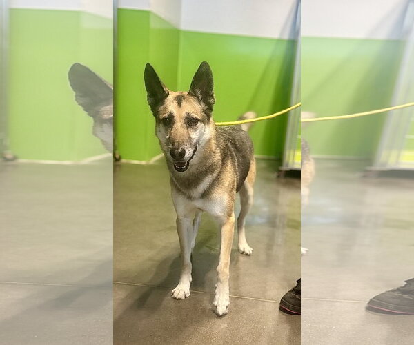 Medium Photo #2 German Shepherd Dog-Unknown Mix Puppy For Sale in Euless, TX, USA