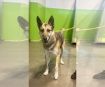 Small #1 German Shepherd Dog Mix