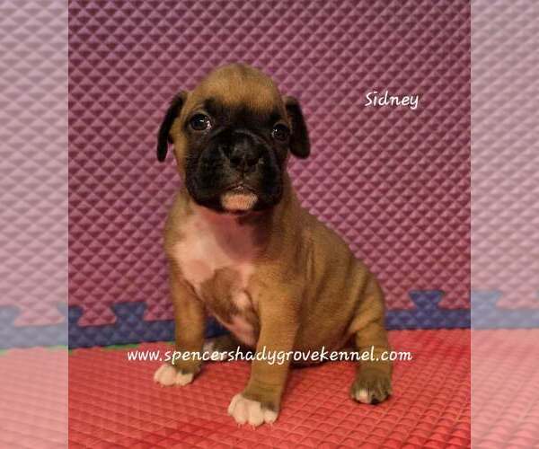 Medium Photo #10 Boxer Puppy For Sale in CABOOL, MO, USA
