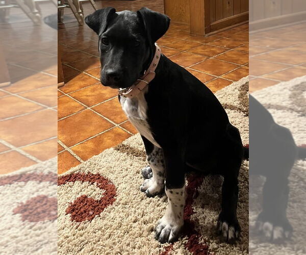 Medium Photo #2 Great Dane Puppy For Sale in FRAMINGHAM, MA, USA