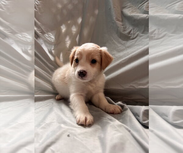 Medium Photo #3 Mutt Puppy For Sale in Pacolet, SC, USA