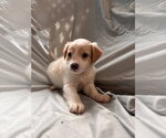 Small #2 Mutt