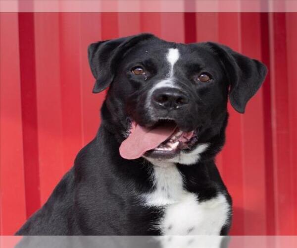 Medium Photo #2 Mutt Puppy For Sale in Tracy, CA, USA