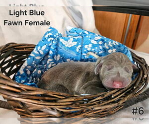 Doberman Pinscher Puppy for sale in CLINTON, OH, USA