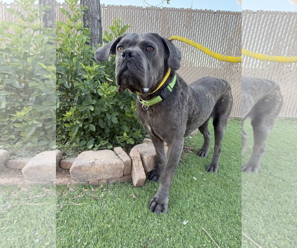 Medium Photo #4 Mutt Puppy For Sale in Goodyear, AZ, USA