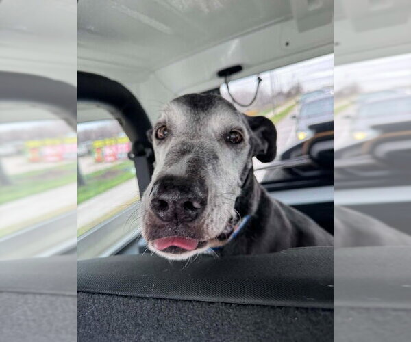 Medium Photo #3 Great Dane Puppy For Sale in Bullard, TX, USA