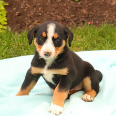 Bordernese Puppy for sale in GAP, PA, USA
