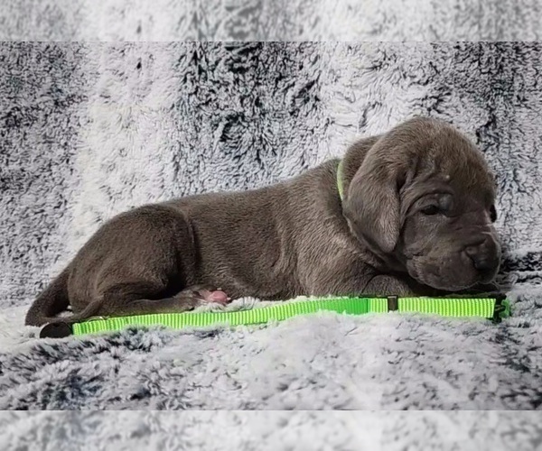Medium Photo #10 Great Dane Puppy For Sale in OGDEN, UT, USA