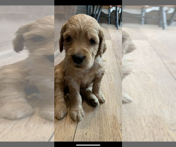 Medium Photo #56 Goldendoodle Puppy For Sale in RATHDRUM, ID, USA