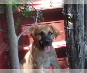 Black Mouth Cur-Great Pyrenees Mix Puppy for sale in HOLLAND, TX, USA