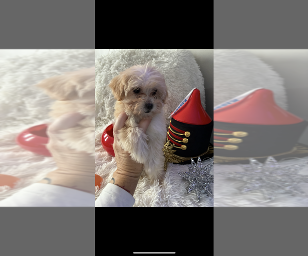 Medium Photo #6 Maltese-Poodle (Toy) Mix Puppy For Sale in AUGUSTA, GA, USA
