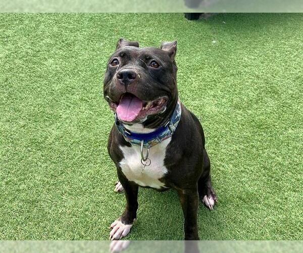 Medium Photo #1 Mutt Puppy For Sale in Orange, CA, USA